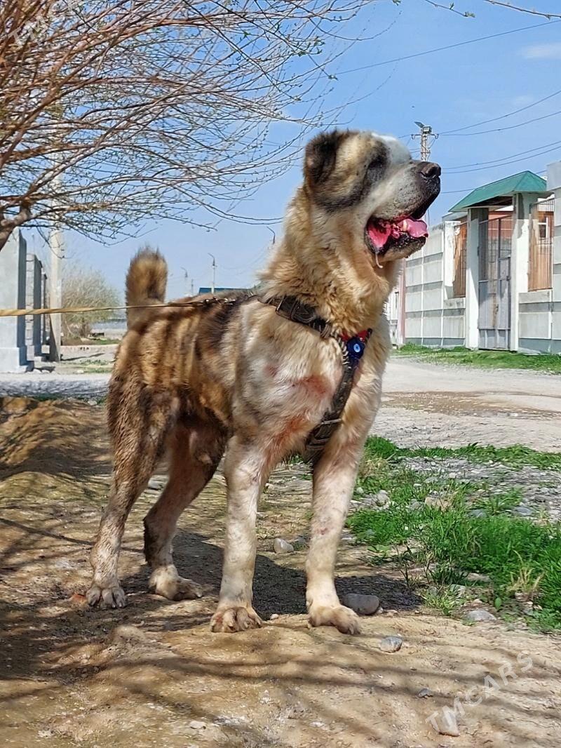 Turkmen alwaylar - Aşgabat - img 1