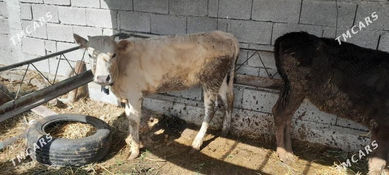 tuwe - Бузмеин - img 1