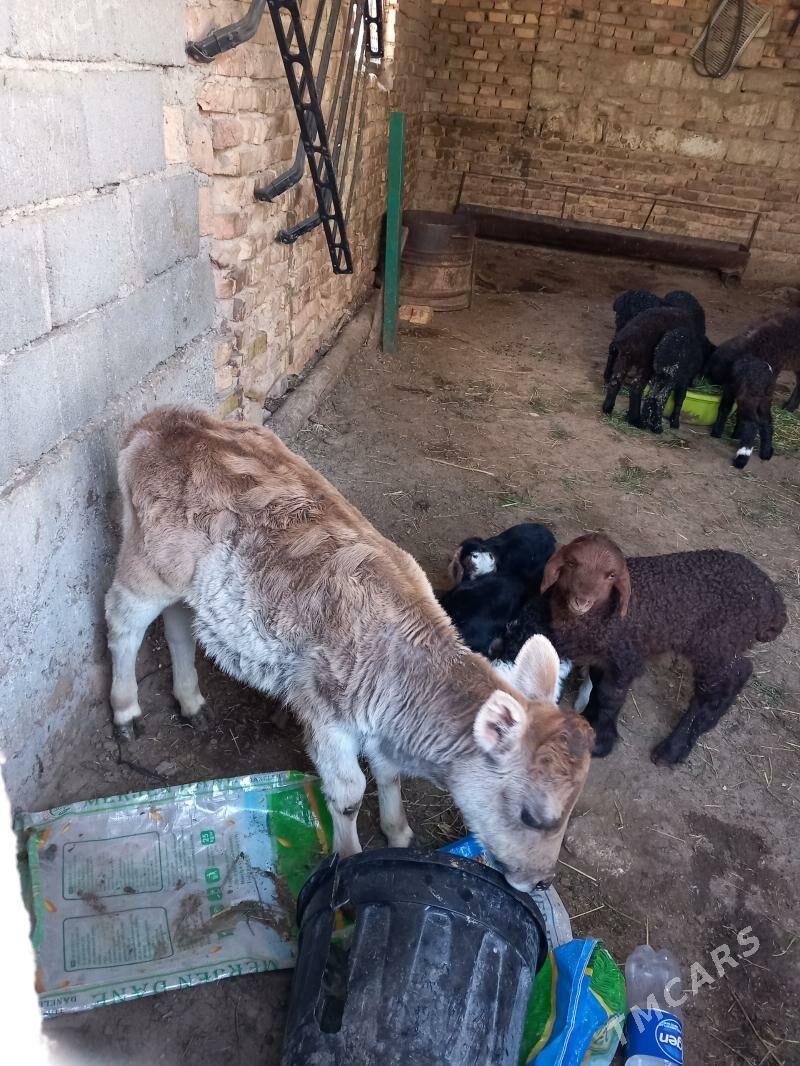 göle - Gyzylarbat - img 1