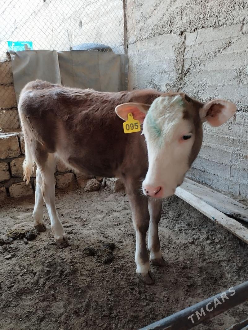 simental tuwe - Бузмеин - img 1