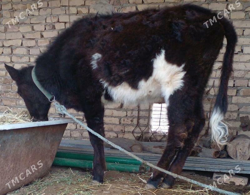 gunajyn - Çärjew - img 1