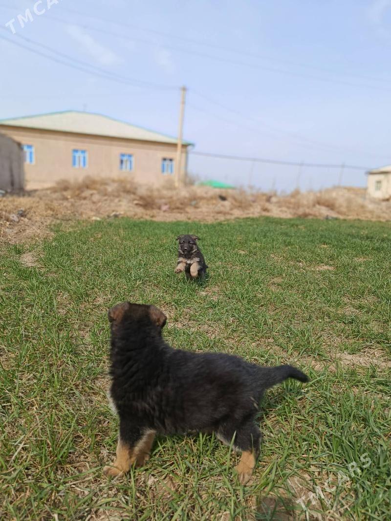 afcarka guguk - Daşoguz - img 1