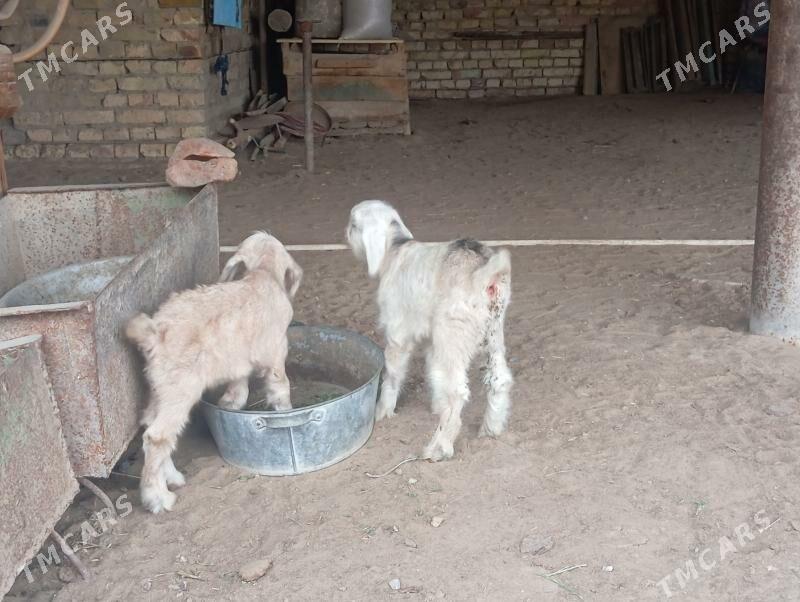 Ekiz oglakly geci - Мары - img 1