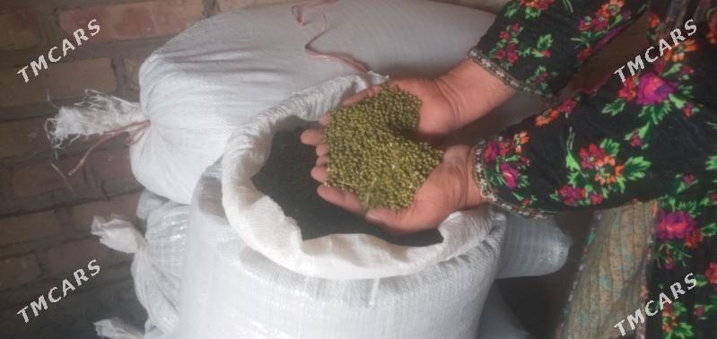 màş - Çärjew - img 1