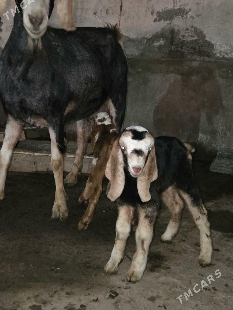 Pakistan owlakly geci - Ашхабад - img 1