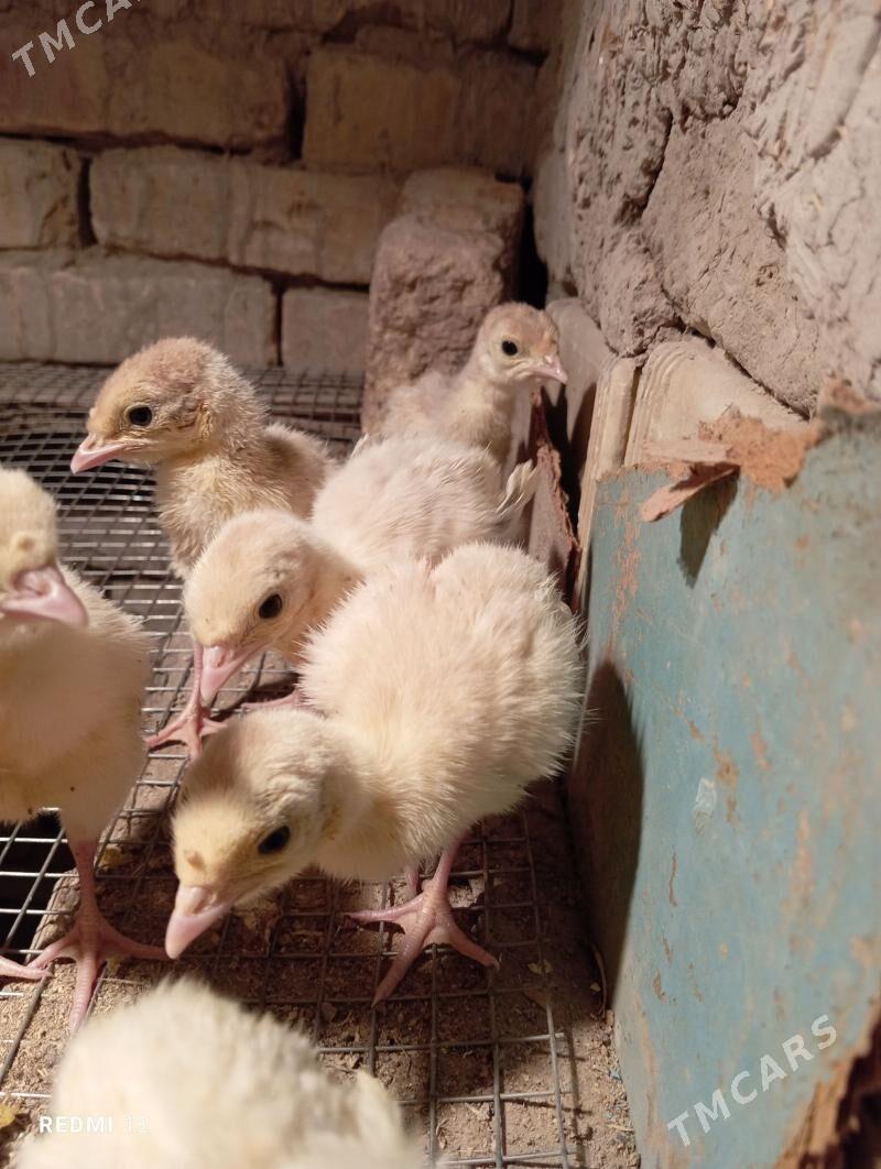 İnduk juje - Мары - img 1