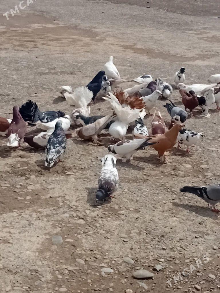 kepderi - Sarahs - img 1