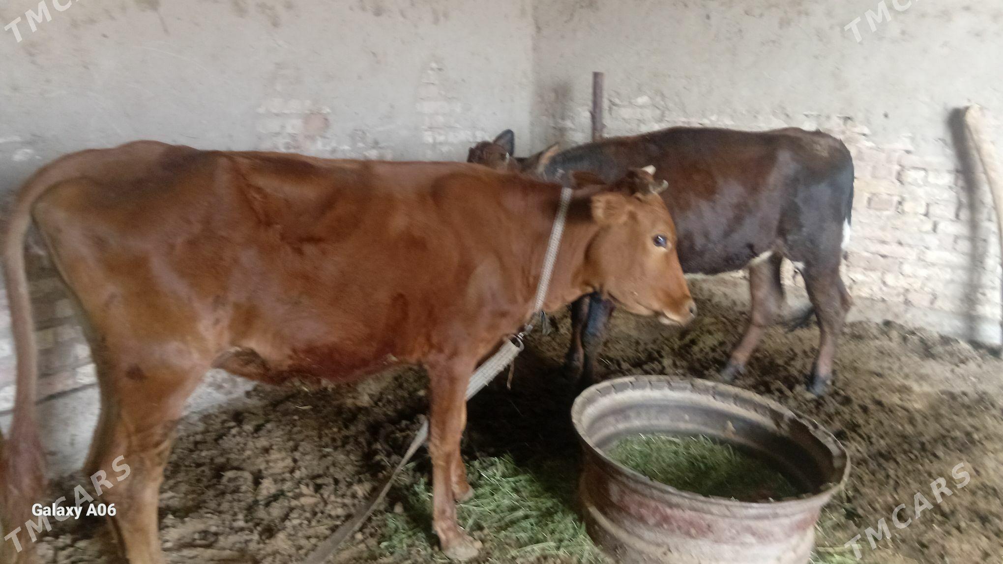 гулажын - Векильбазар - img 1