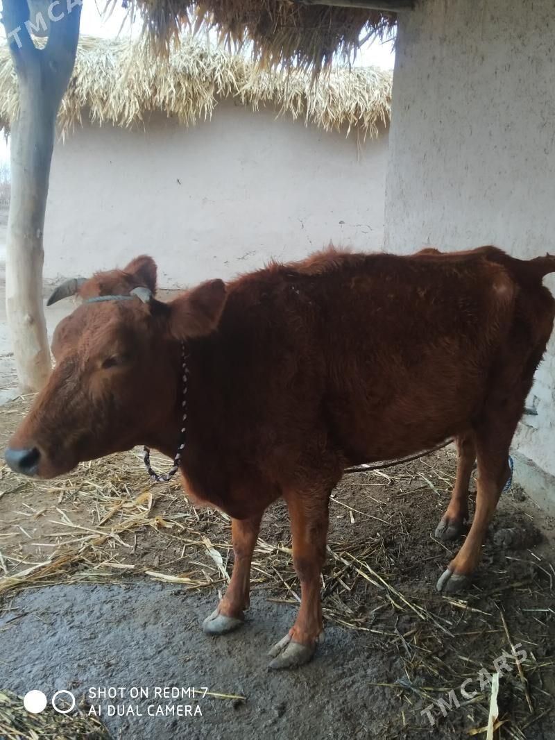 Sygyr göle - Губадаг - img 1