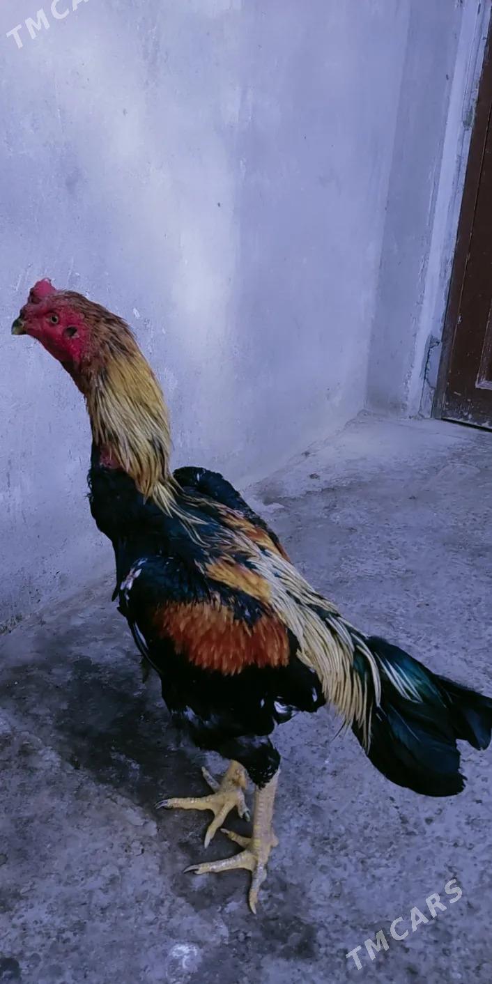 azil - Türkmenabat - img 1