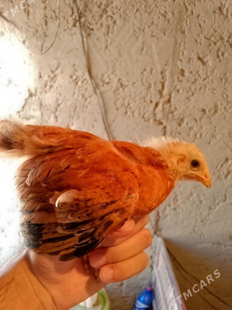 juyje - Балканабат - img 1