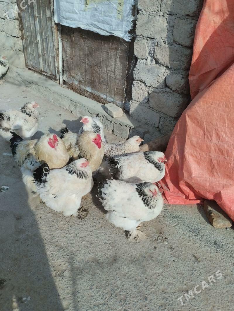 брама.товыгын.юмуртгаси - Garadamak - img 1