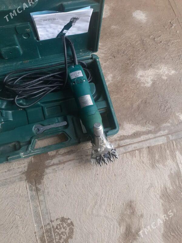 goýun gyrkýas - Çärjew - img 1