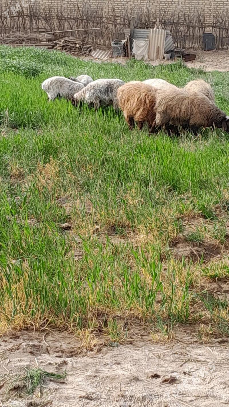 goýun - Babadaýhan - img 1