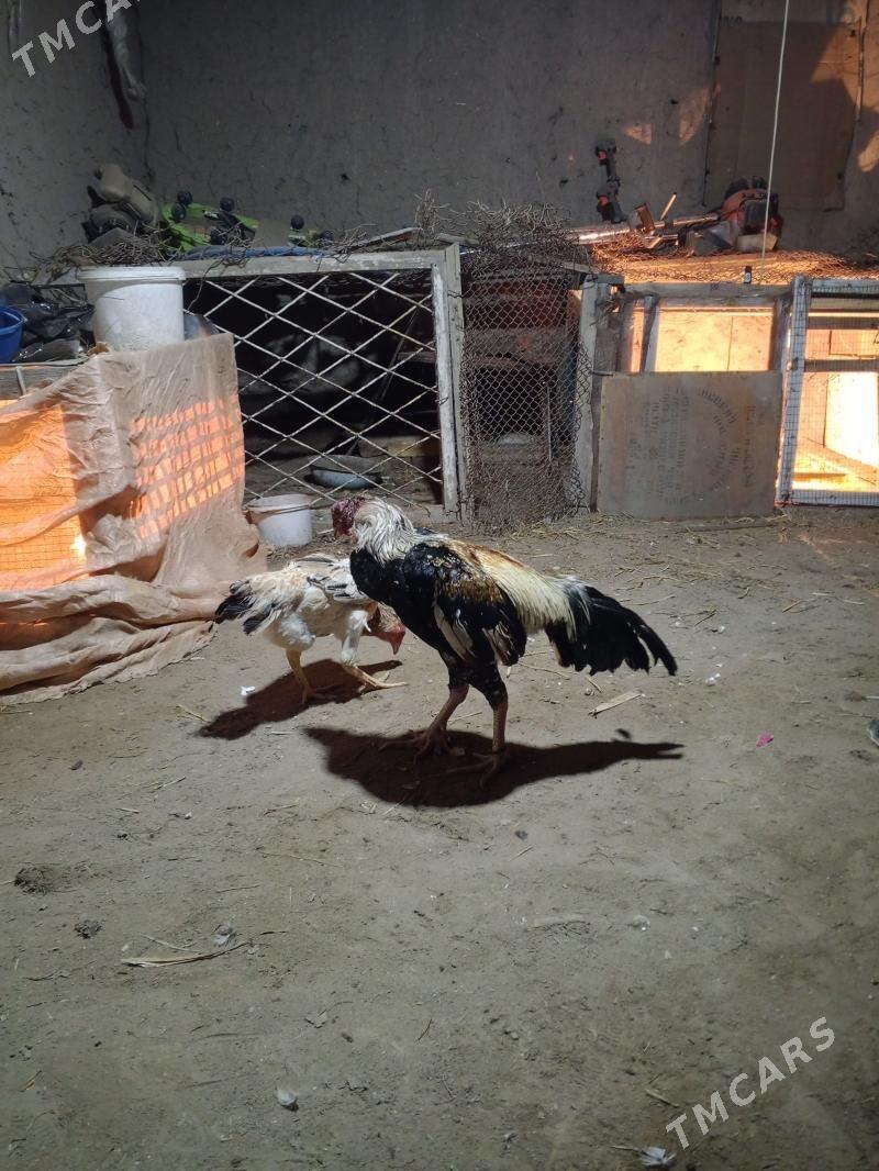 horaz we towyk - Фарап - img 1