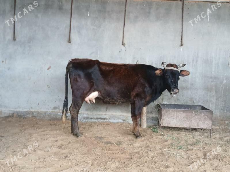 goleli - Wekilbazar - img 1