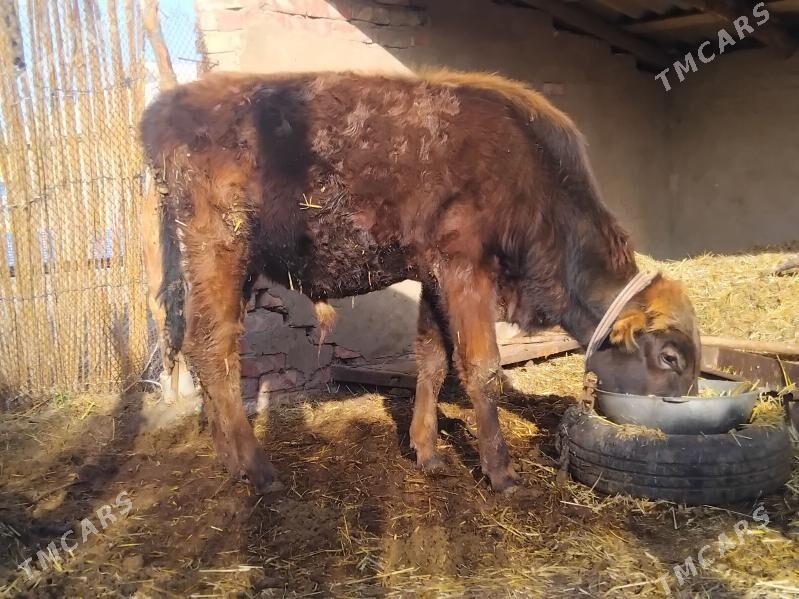 öküz - Бабадайхан - img 1