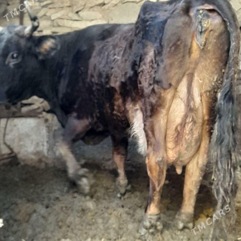 Tohum Şiwit Gölely sygyr - Бахарден - img 1