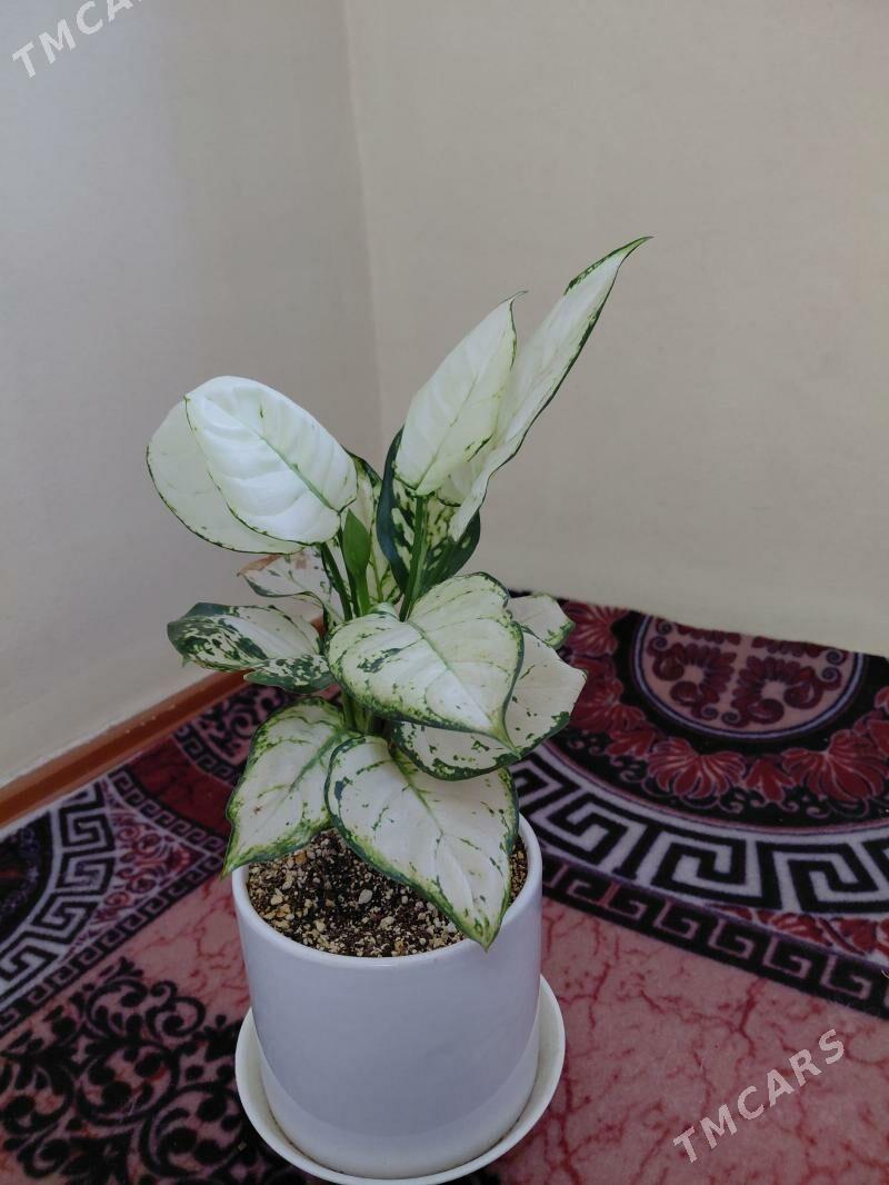 öý gülleri - Daşoguz - img 1