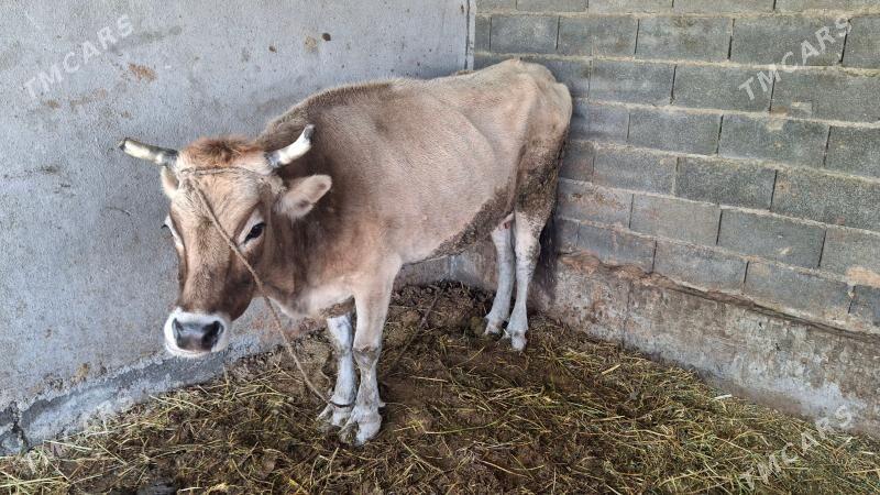 Bogoz gusyr sygyrlar satlyk - Ак-Бугдайский этрап - img 1