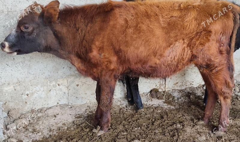 ÖKÜZ - Bagyr - img 1