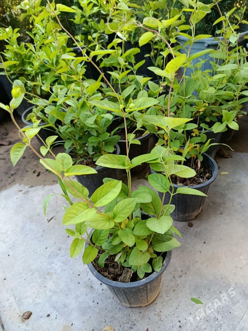 jasmin, źimolost - Херрикгала - img 1