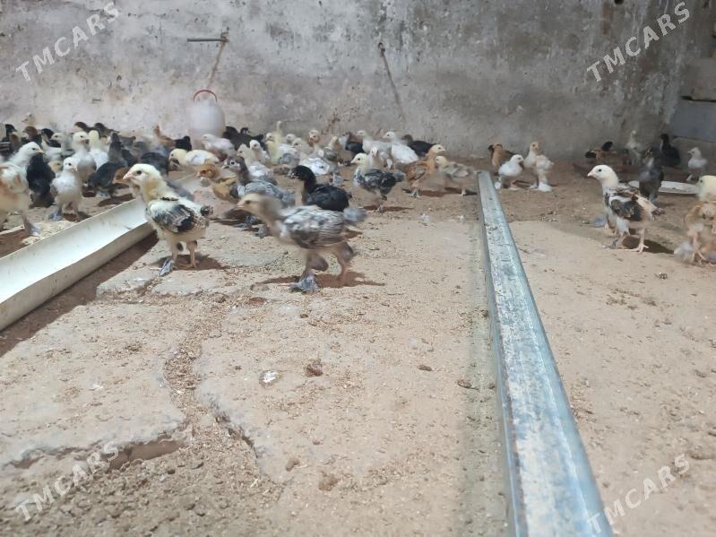 BRAMA BALGAR JUYJELER - Mary - img 1