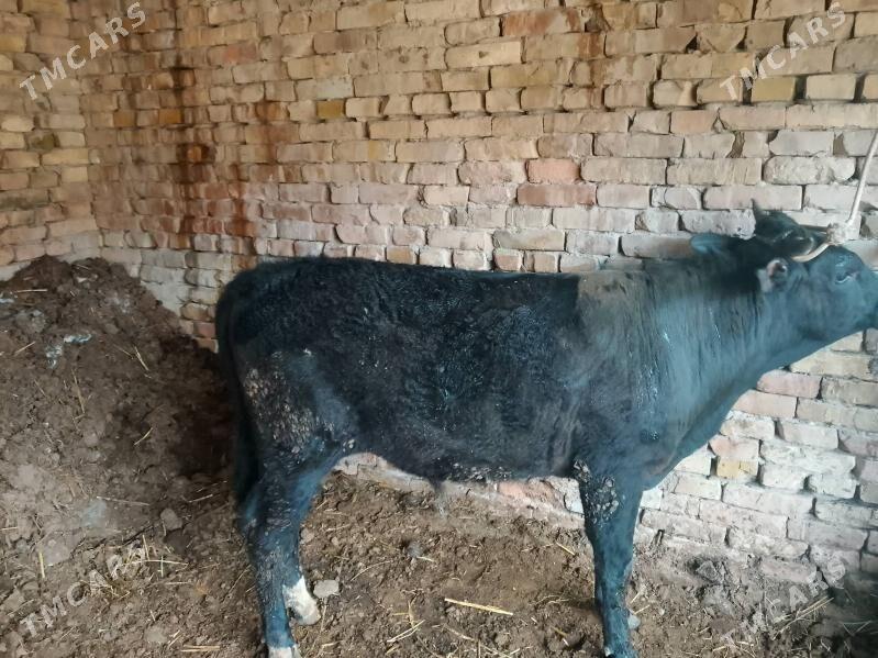 okuzler - Туркменабат - img 1