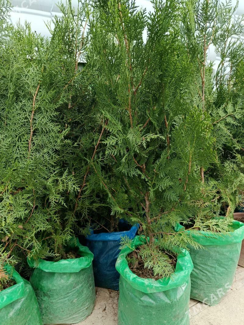 Tuya - Херрикгала - img 1