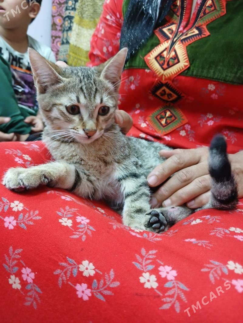 pisik - Änew - img 1