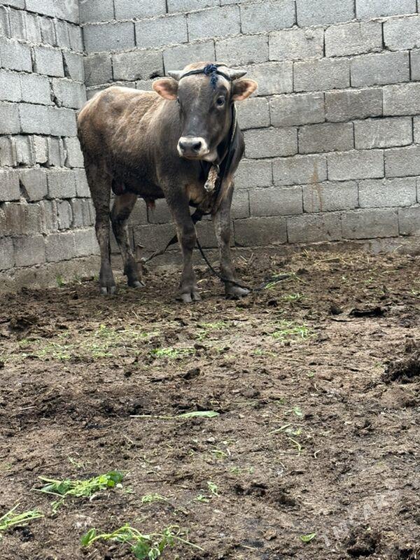 okiz - Aşgabat - img 1