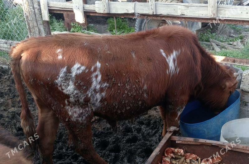 öküz sygyr tuwe 7bas - Gökdepe - img 1