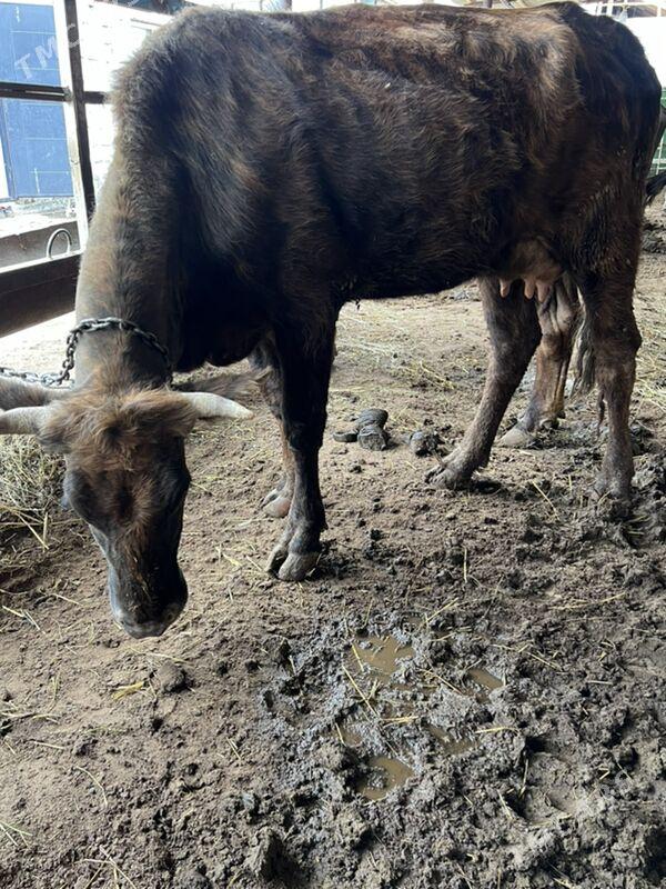 Goleli sygyr - Чоганлы - img 1