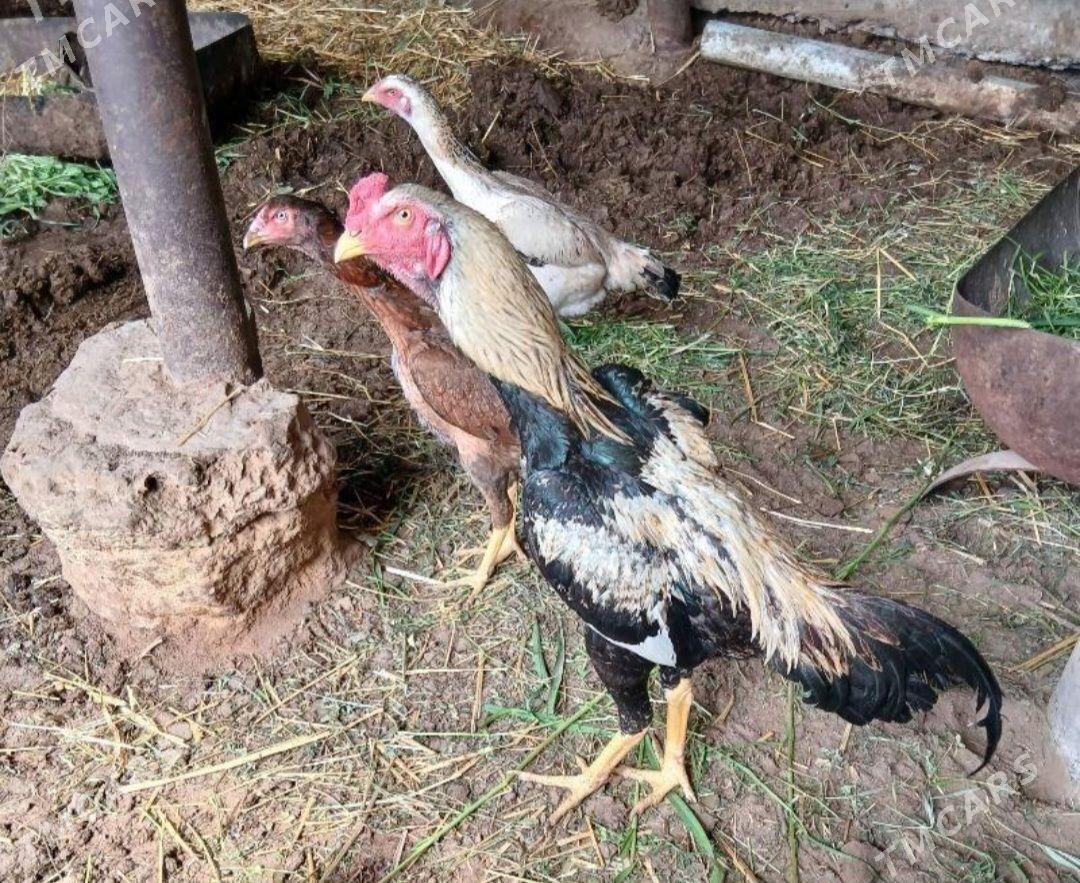 Taşgent ördek towuk jüje beden - Büzmeýin - img 1