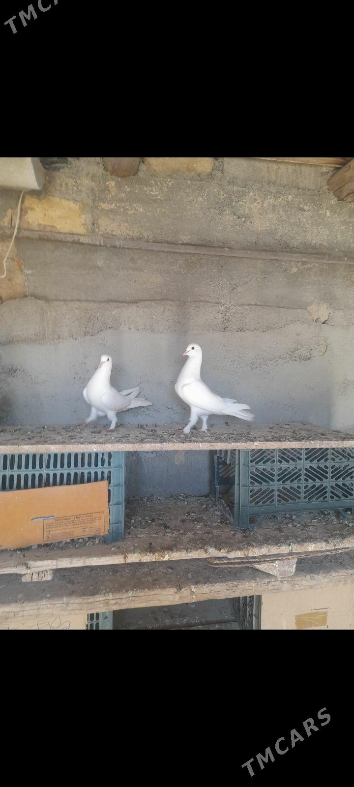 kepderi - Gyzylarbat - img 1