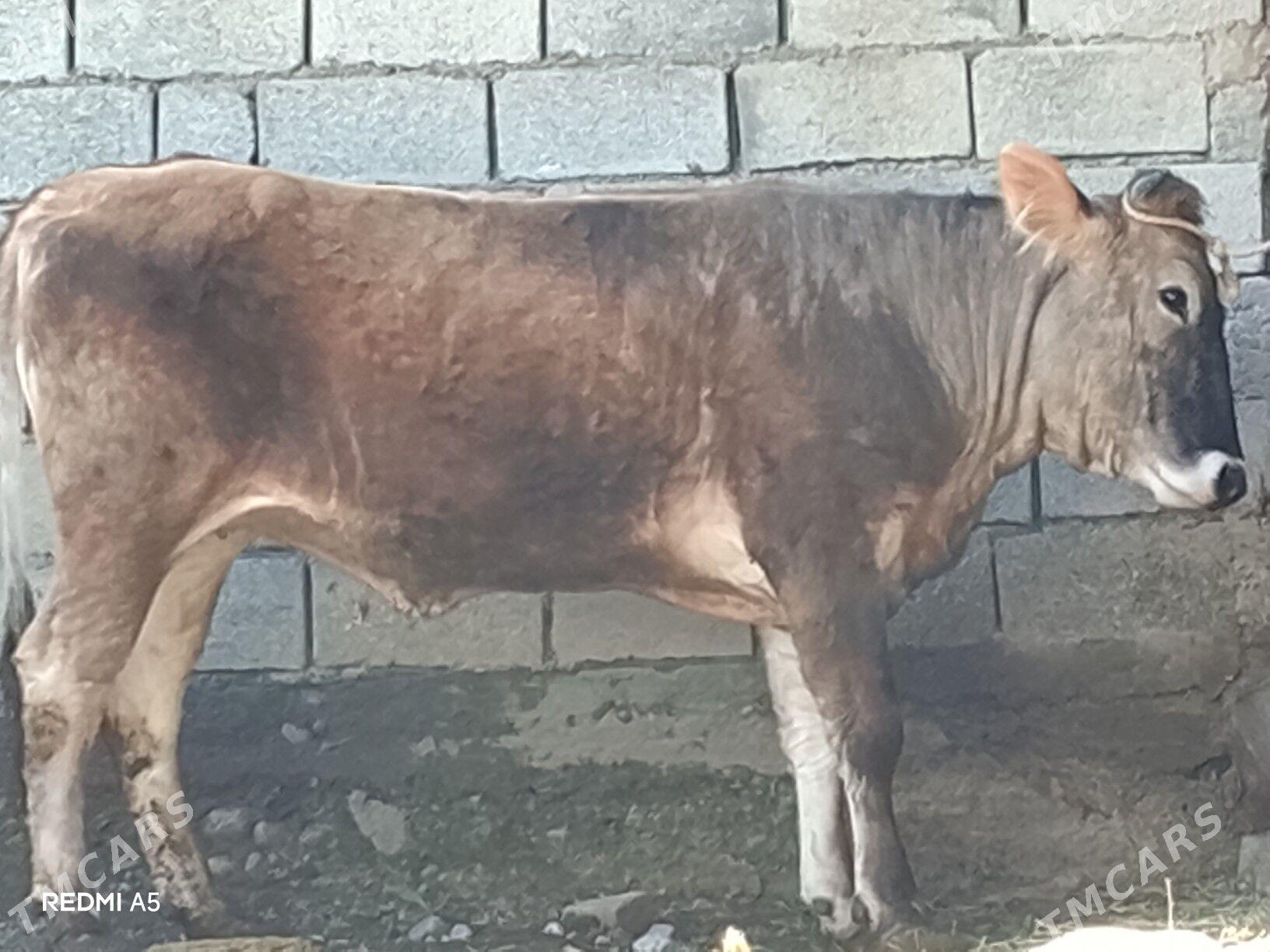 tüwe - Бузмеин - img 1