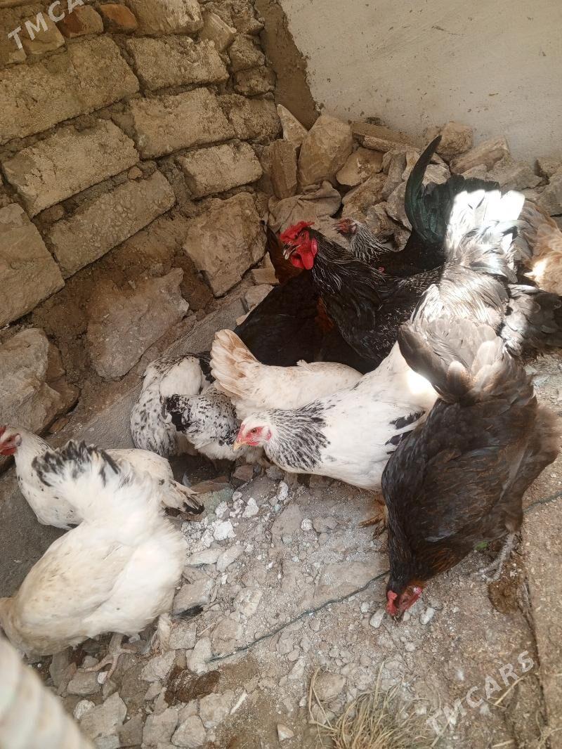 towyk - Балканабат - img 1