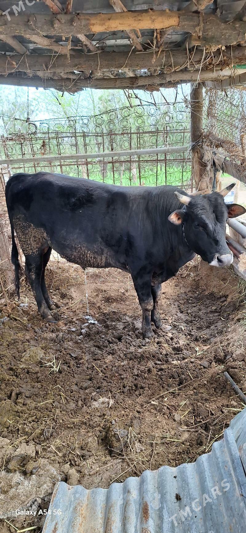 okuz - Änew - img 1