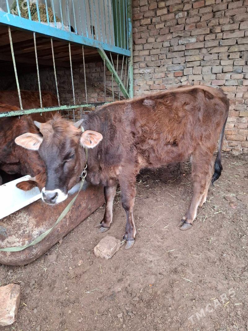 tuwe - Ашхабад - img 1