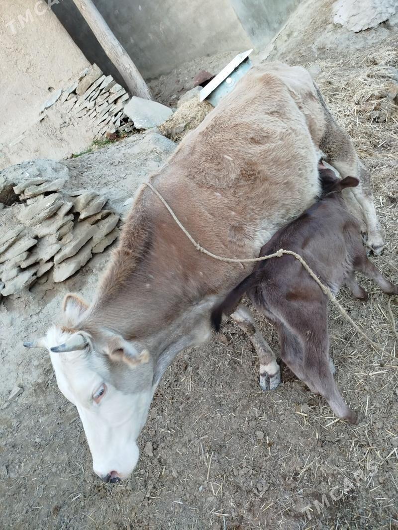 Goleli sygyr - Бахарден - img 1