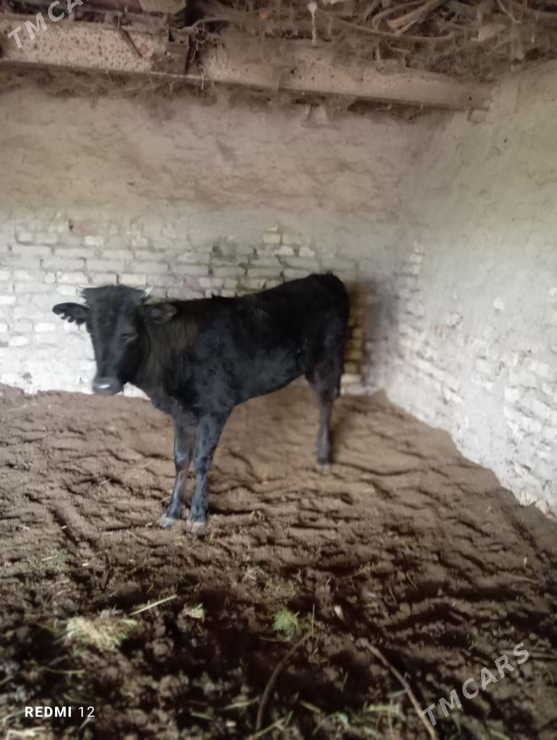 Gulajyn - Мары - img 1