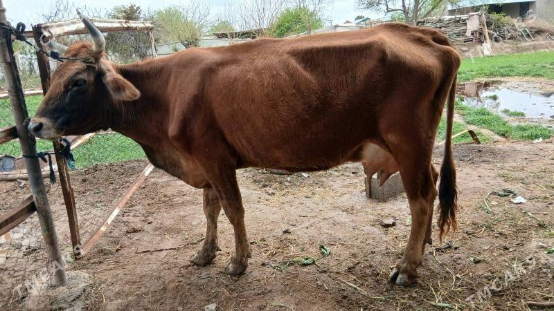 goleli sygyr - Murgap - img 1