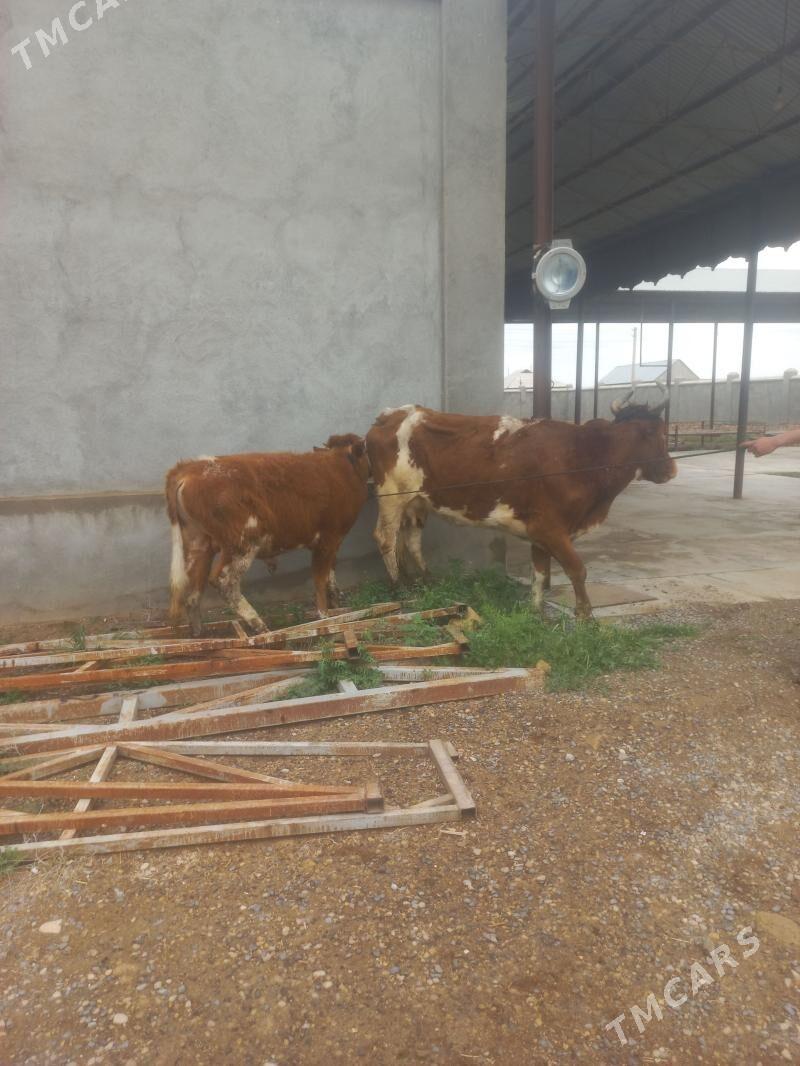 uly gòleli sygyr - Baýramaly - img 1