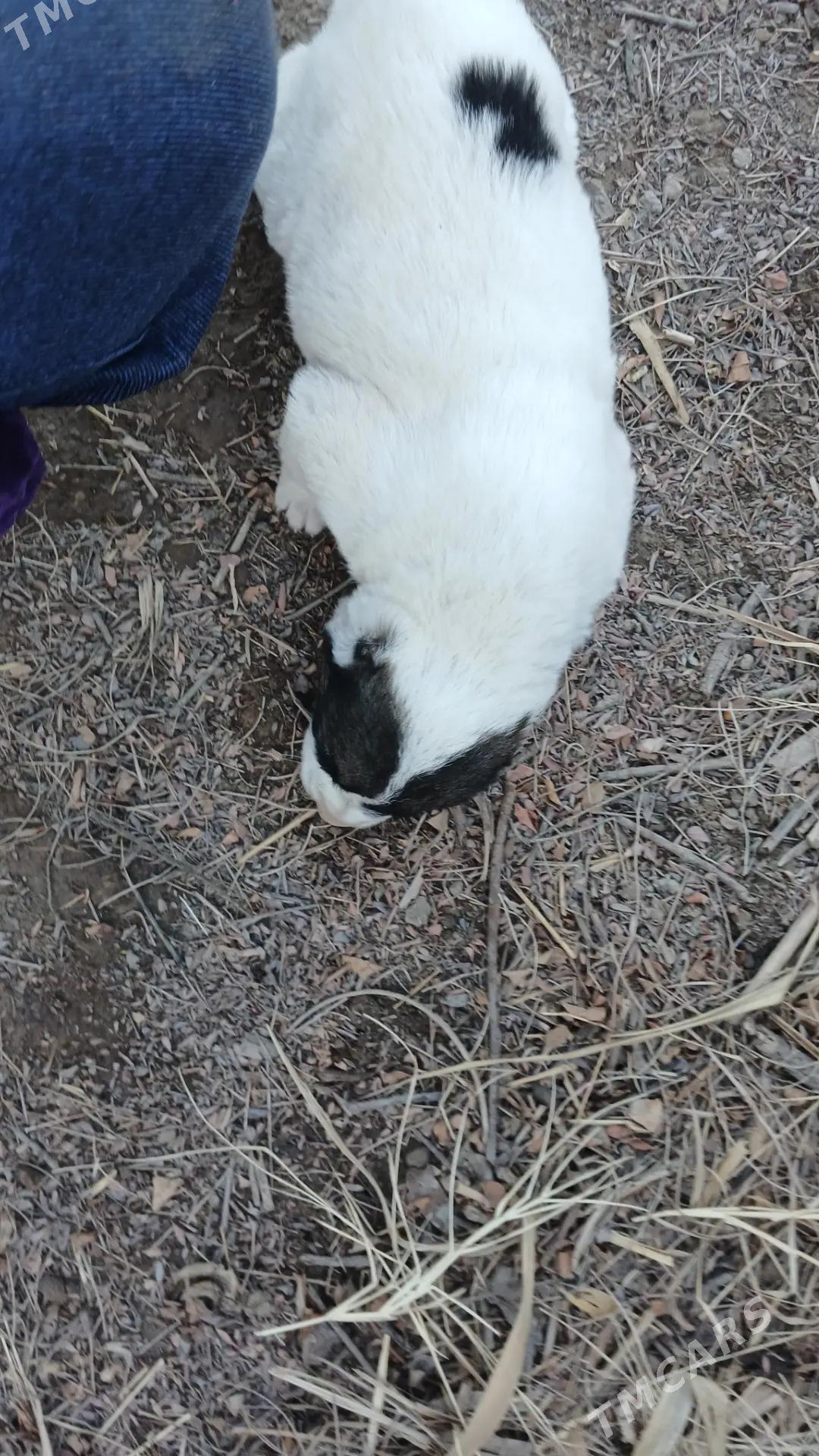 Alabay - Ходжамбаз - img 1