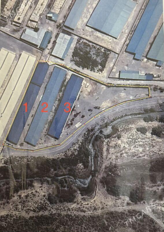 Towuk ferma - Aşgabat - img 1