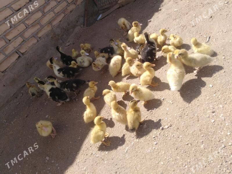 gak gak ördekler - Балканабат - img 1