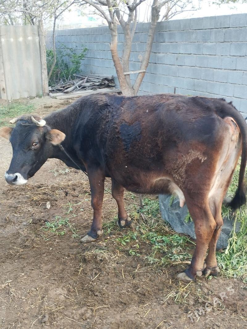 Sygyr - Gökdepe - img 1