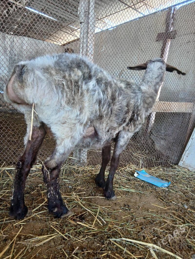 Goÿun - Яшлык - img 1