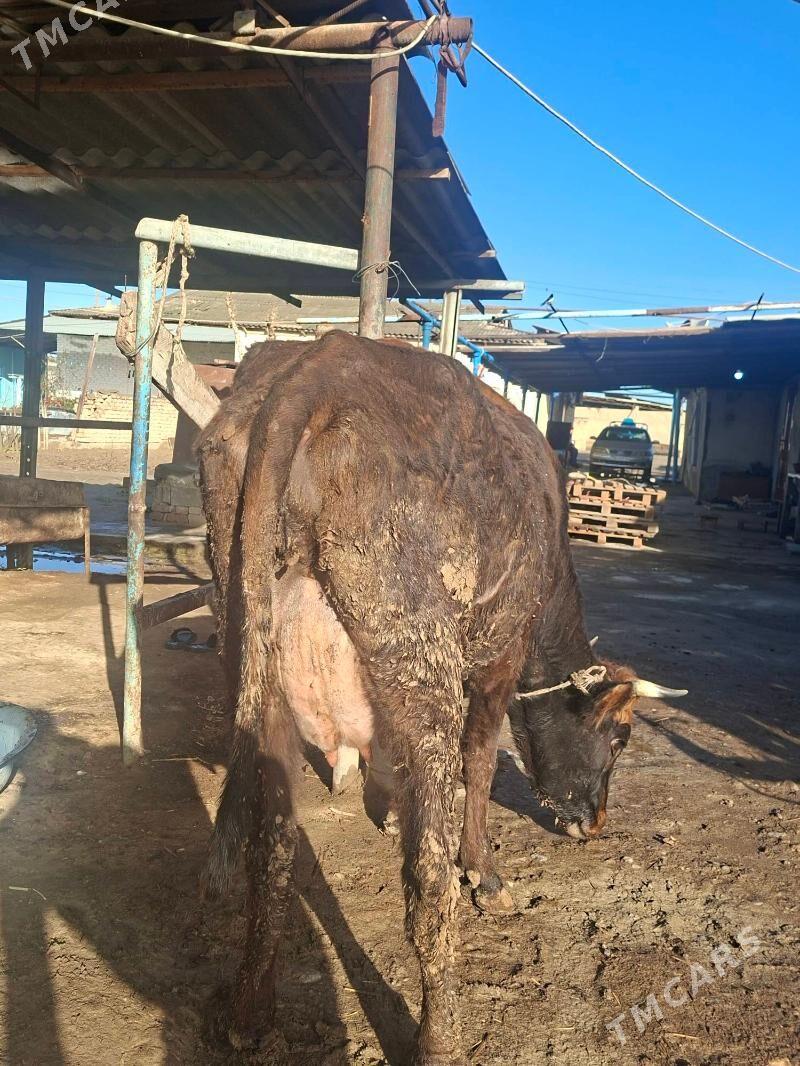 Gõleli sygyr - Яшлык - img 1