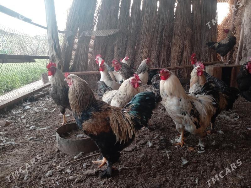 Satlyk horazlar - Фарап - img 1